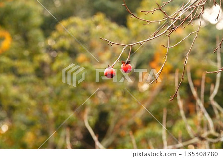 Autumn persimmons growing on the branches 135308780