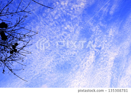 秋日的天空,卷積雲繚繞,樹枝的輪廓清晰可見。 秋日的天空,卷積雲繚繞,樹枝的輪廓清晰可見。 135308781