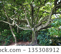 一棵枝繁葉茂的樹。 135308912