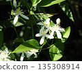 鼠尾草的白色花朵 135308914