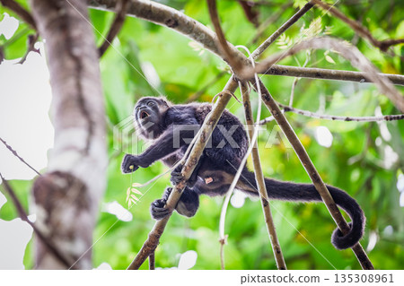 Howler monkey Howler monkey 135308961