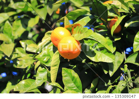 Summer oranges near the harvest 135309147