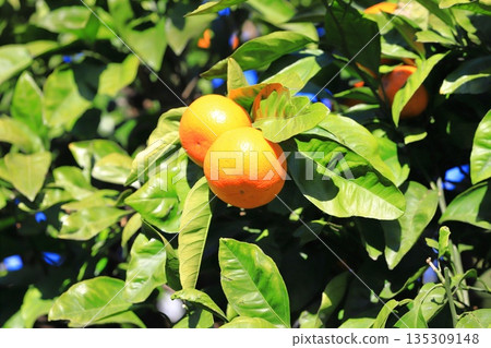 Summer oranges near the harvest 135309148