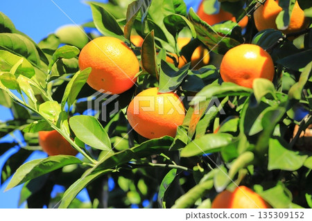 Summer oranges near the harvest Summer oranges near the harvest 135309152