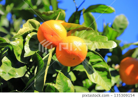 Summer oranges near the harvest Summer oranges near the harvest 135309154