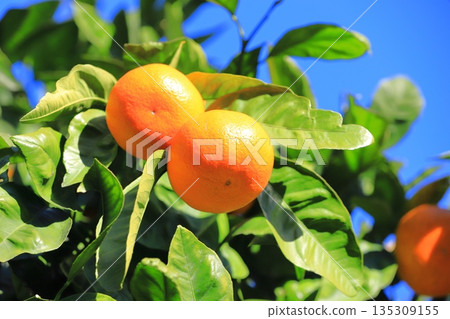 Summer oranges near the harvest Summer oranges near the harvest 135309155