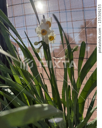 白色的水仙花 白色的水仙花 135309255