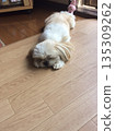 坐在白色的狗 135309262