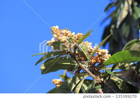 Loquat flower Loquat flower 135309270