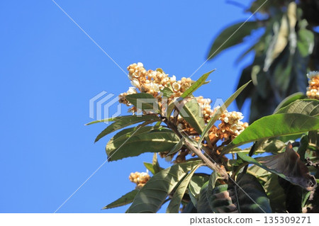 Loquat flower Loquat flower 135309271