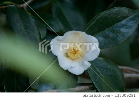 山茶花,白色冬花,白助 山茶花,白色冬花,白助 135309281
