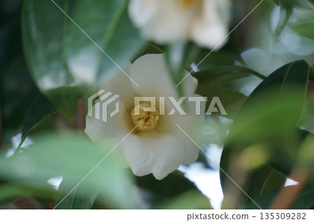 White Wabisuke Camellia, a white winter flower White Wabisuke Camellia, a white winter flower 135309282