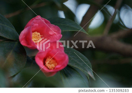 紅葉助 紅山茶花 冬花 135309283