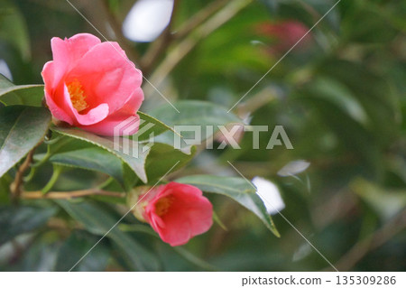 山茶花,冬紅花,紅侘助 山茶花,冬紅花,紅侘助 135309286