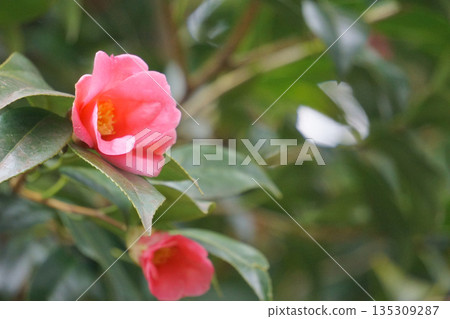 Winter red flower, camellia, Beni Wabisuke Winter red flower, camellia, Beni Wabisuke 135309287