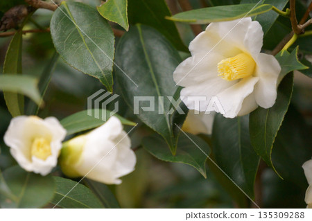 白葉山茶花 - 白色冬花 135309288
