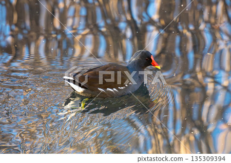 池塘上的漂浮貨車 135309394