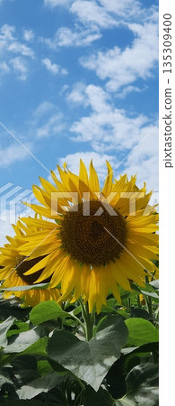 A sunflower of Oya 135309400
