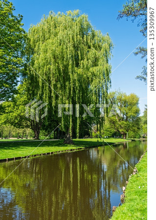 Weeping Willow Elegance Serene Lakeside Reflections in a Picturesque Green Landscape Weeping Willow Elegance Serene Lakeside Reflections in a Picturesque Green Landscape 135309967