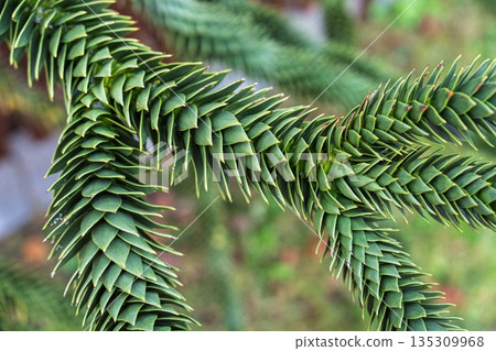 Intricate Green Foliage of Araucaria araucana Tree Branch, Close-Up. Natural Beauty and Texture Intricate Green Foliage of Araucaria araucana Tree Branch, Close-Up. Natural Beauty and Texture 135309968