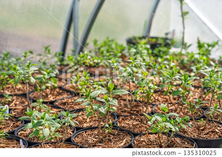 Nurturing Life Greenhouse Seedlings in Pots for Ecological Tomorrow 135310025