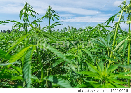 Lush Green Hemp Field Under a Beautiful Blue Sky with White Clouds, Serenity and Agriculture Lush Green Hemp Field Under a Beautiful Blue Sky with White Clouds, Serenity and Agriculture 135310036
