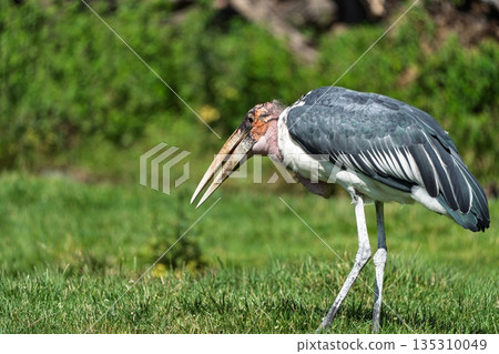 Marabou Stork Foraging in Lush Green Meadow, Serene Wildlife Photography, Bird Watching 135310049