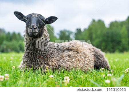 Relaxed Sheep Resting Peacefully in a Lush Green Meadow on a Calm Summer Day. Stock Image 135310053