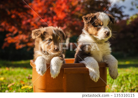 Two Australian Shepherd puppies sitting in a brown flower pot outdoors on a sunny day with red autumn leaves in the background 135310115