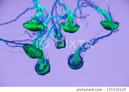 Vibrant blue and green jellyfish floating underwater on a soft purple background Vibrant blue and green jellyfish floating underwater on a soft purple background 135310120