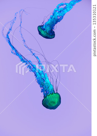 Green and blue jellyfish floating with long tentacles on a purple background Green and blue jellyfish floating with long tentacles on a purple background 135310121
