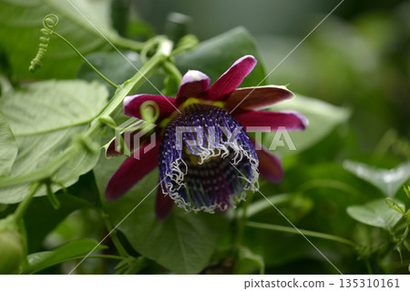 Passiflora plesion Passiflora plesion 135310161
