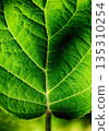 Closeup of green leaf texture with veins 135310254