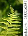 Closeup of a green fern leaf on nature background 135310264