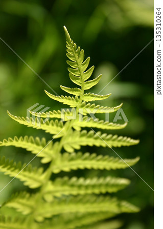 Closeup of a green fern leaf on nature background 135310264
