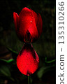 Red tulip in the garden in the raining day 135310266