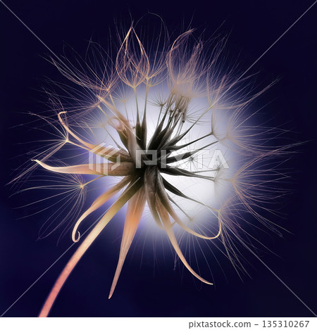 Dandelion flower with fluff on a dark blue background 135310267