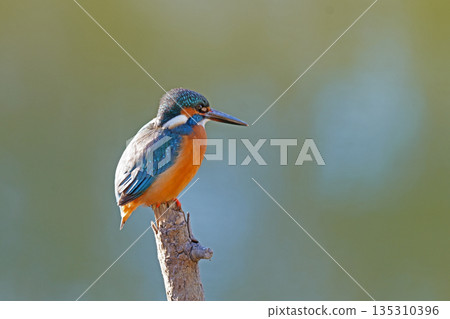 Kingfisher looking for small fish Kingfisher looking for small fish 135310396