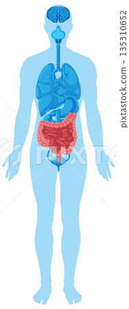 Human Body Silhouette with Highlighted Internal Organs Diagram Human Body Silhouette with Highlighted Internal Organs Diagram 135310652