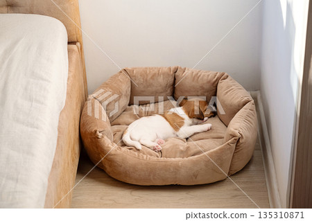 Cute puppy sleeping in comfortable pet bed. 135310871