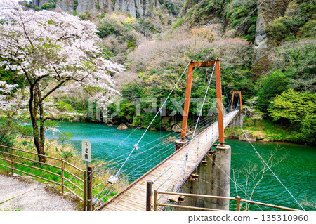島根縣春季橫跨立育峽的不老橋 島根縣春季橫跨立育峽的不老橋 135310960