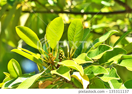 Small oatmeal fruit (spring, May) Small oatmeal fruit (spring, May) 135311137