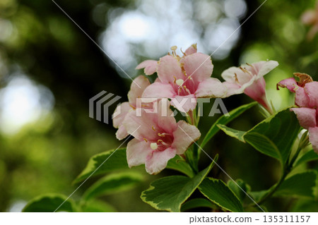 Weigela 135311157