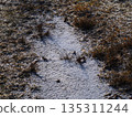 Frozen ground and footprints on the shore of Lake Akan 135311244
