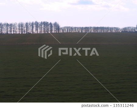 秋末時節，從旅遊巴士車窗望出去，可以看到北海道草原的景色。 135311246