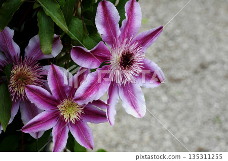 威靈仙 威靈仙 135311255