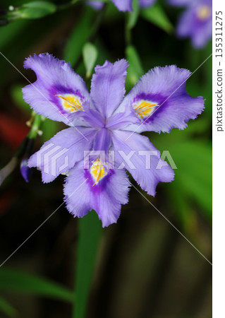 Shaga的花朵 Shaga的花朵 135311275