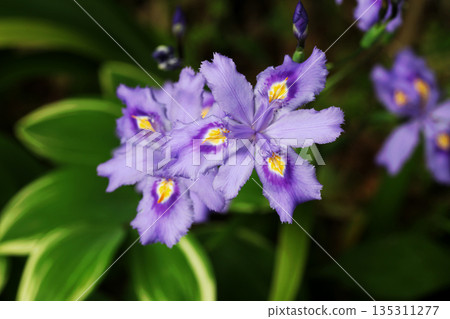 Shaga的花朵 Shaga的花朵 135311277