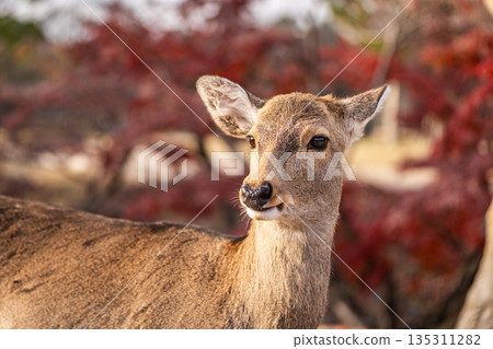 [Autumn] Deer in Nara Park [Autumn leaves] 135311282