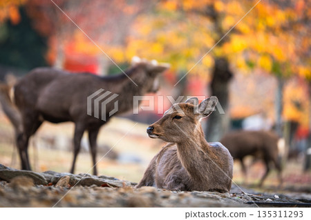 [秋] 奈良公園的鹿 [紅葉] 135311293